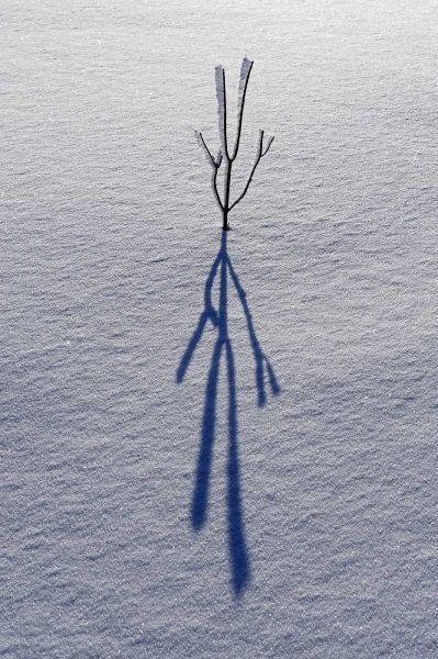 Canada, Ontario, Bourget Plant shadow on snow